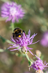 Hummel sammelt Nektar an einer Edeldistel