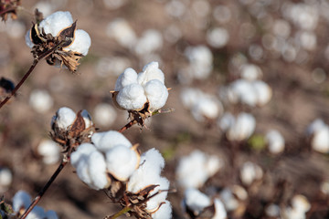 Cotton growing in the field