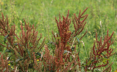 Rumex acetosella, commonly known as red sorrel, sheep's sorrel, field sorrel and sour weed plant