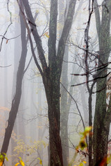 Trees in the mist on the Blue Ridge Parkway, Virginia