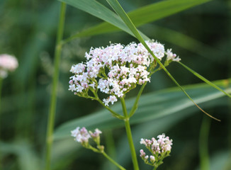 marsh valerian or Valeriana dioica, blooming in spring