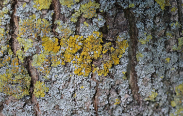 Xanthoria aureola lichen commonly known as Foliose, golden-yellow lichen, lacking isidia or soredia,