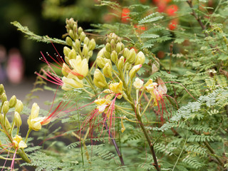 Césalpinie De Gillies Ou Oiseau Du Paradis Jaune