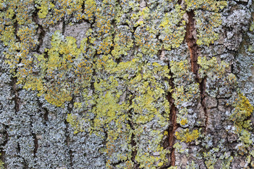 Xanthoria aureola lichen commonly known as Foliose, golden-yellow lichen, lacking isidia or soredia,