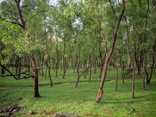 trees in the park