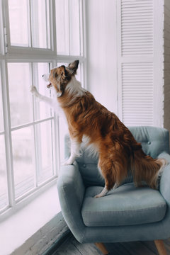 Border Collie Dog Looking Out The Window