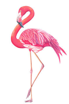 Watercolor exotic flamingo isolated on white background