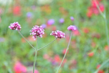 Fototapeta premium Beautiful tiny wild pink flowers with blurred blooming meadow. Summer floral background with colorful wild flower and blurred green grass. Wildlife. Romantic bright pink flowers on a spring field 