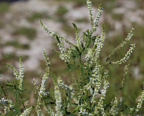 Melilotus albus, also known as honey clover, Bokhara clover (Australia), sweet clover, or white melilot, blooming in summer season