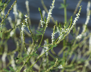 Melilotus albus, also known as honey clover, Bokhara clover (Australia), sweet clover, or white melilot, blooming in summer season