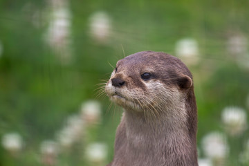Asian Short-clawed otters, Aonyx cinereus, bevy/group/family/lodge of 3 otters with...