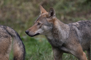 Naklejka na ściany i meble grey wolf/wolves, Canis lupus lupus, close up portrait/facial behaviour detail.