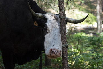 white headed cow hidden in a tree