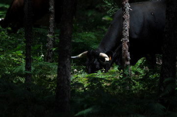 Black bull iluminated by a lightray
