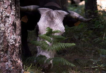 White headed cow eating 