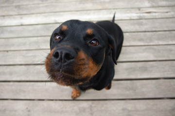 Rottweiller Sitting Looking Up Close Up of Face