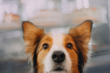 Border collie dog looking at the camera