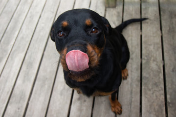 Rottweiller Sitting Looking Up with Ears Back and Tongue Out