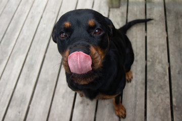 Fototapeta premium Rottweiller Sitting Looking Up with Ears Back and Tongue Out