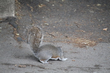 squirrel on the ground