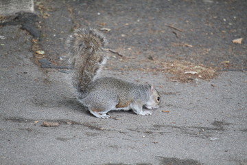 squirrel on the ground