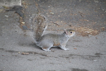 squirrel on the ground