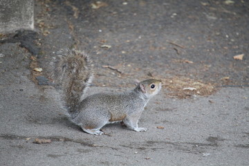 squirrel on the ground