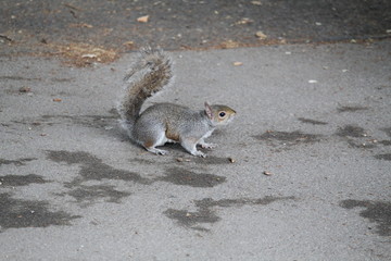 squirrel on the ground