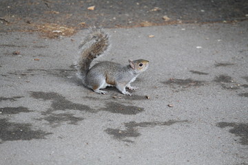 squirrel on the ground