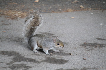 squirrel on the ground