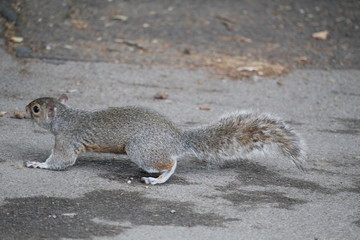 squirrel on the ground