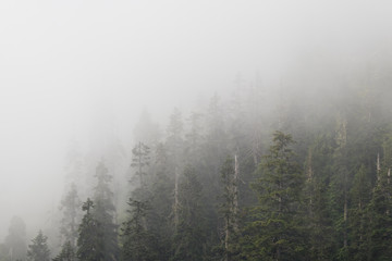 hiking through the forest of the pacific northwest on a foggy, day