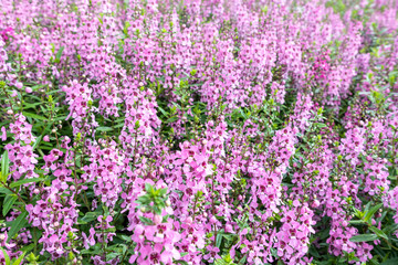 Obraz premium Beautiful Angelonia goyazensis benth in nature garden background.