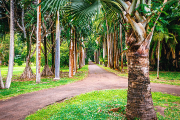 Botanical garden on Mauritius island