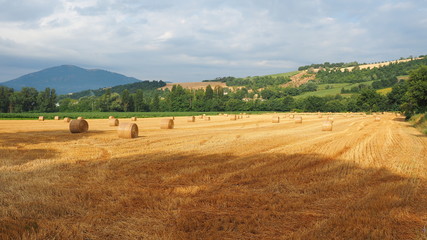 Fototapeta na wymiar Freshly rolled hay bales in a field in Tuscany Italy. Golden and relaxing contest. Summer season