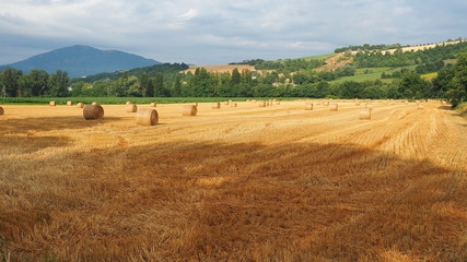 Obraz premium Freshly rolled hay bales in a field in Tuscany Italy. Golden and relaxing contest. Summer season