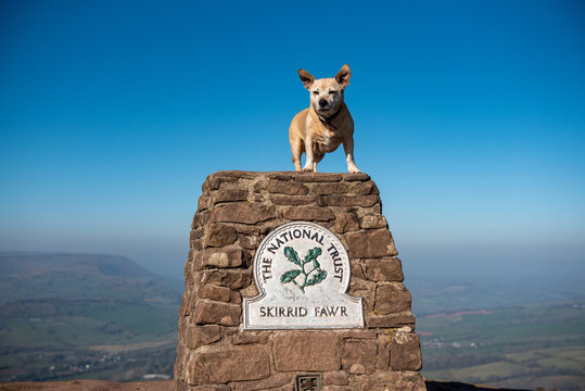 Jack-Russell cross posing on top of a National Trust marker on the Skirrid, Abergavenny