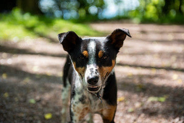 Vivid portrait of a Huntaway cross in Wales