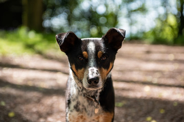 Portrait of a Huntaway cross in a wood
