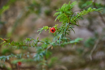 juniper berry on a blurred background.