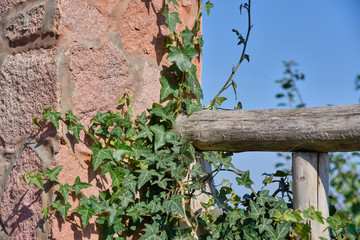 Obraz na płótnie Canvas Ivy curls on a brick wall and a wooden fence.