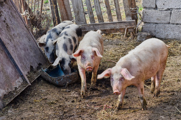 Four dirty pigs on a farm.Two look at the camera and two eating from the trough.
