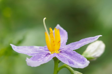 Beautiful Yellow Nectar of Solanum dimidiatum flower blossom with green nature blurred background, other names include western horsenettle, Torrey's nightshade and robust horsenettle.