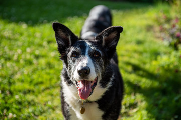 Portrait of a sheep dog cross in the evening sun 