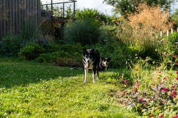 Portrait of a sheep dog cross in the evening sun 