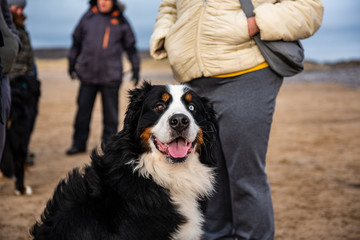 Portrait of a Bernese Mountain dog on the beach 