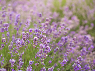 Lavender bushes closeup, French lavender in the garden, soft light effect. Field flowers background.