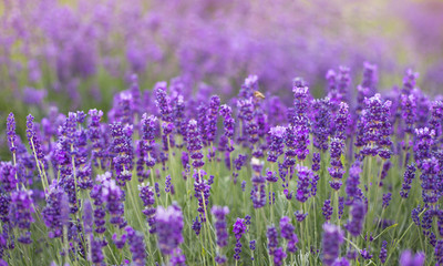 Lavender bushes closeup, French lavender in the garden, soft light effect. Field flowers background.