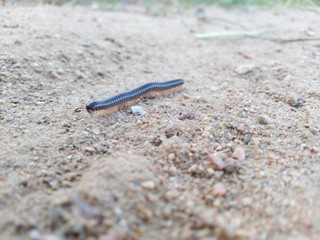 piolho de cobra