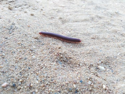 piolho de cobra